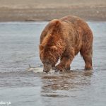 6861 Kodiak Bear, Katmai National Park, Alaska