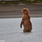 6866 Kodiak Bear, Katmai National Park, Alaska