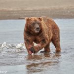 6870 Kodiak Bear, Katmai National Park, Alaska
