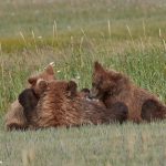 6872 Kodiak Bear Cubs Feeding, Katmai National Park, Alaska