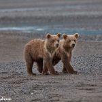 6874 Kodiak Bear Cubs , Katmai National Park, Alaska