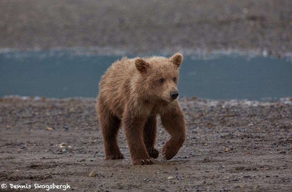 6875 Kodiak Bear Cub , Katmai National Park, Alaska - Dennis Skogsbergh ...