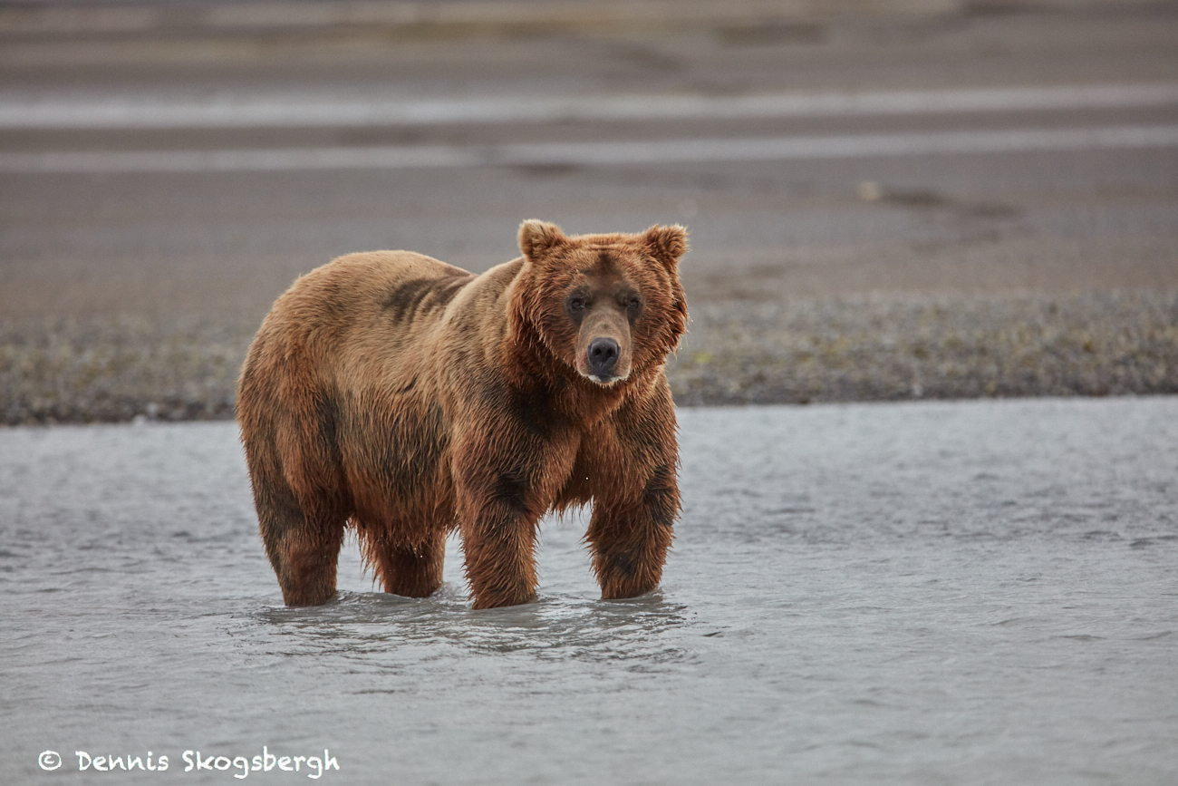 6852 Kodiak Bear, Katmai National Park, Alaska - Dennis Skogsbergh ...
