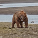 6877 Kodiak Bear, Katmai National Park, Alaska