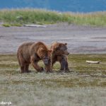 6878 Kodiak Bears, Katmai National Park, Alaska