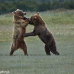 6884 Kodiac Bears Sparring, Katmai National Park, Alaska