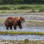 6886 Kodiak Bear, Katmai National Park, Alaska