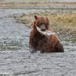 6887 Kodiak Bear, Katmai National Park, Alaska