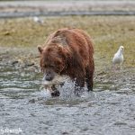 6889 Kodiak Bear, Katmai National Park, Alaska