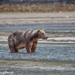 6890 Kodiak Bear, Katmai National Park, Alaska