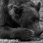 6900 Kodiak Brown Bear, Alaska