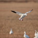 6901 Snow Goose, Bosque del Apache, NM