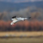 6904 Snow Goose (Chen caerulescens), Bosque del Apache, NM