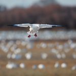 6906 Snow Goose (Chen caerulescens), Bosque del Apache, NM