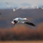 6908 Snow Goose (Chen caerulescens), Bosque del Apache, NM