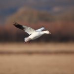 6909 Snow Goose (Chen caerulescens), Bosque del Apache, NM