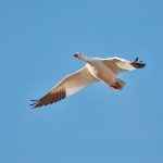 6911 Snow Goose (Chen caerulescens), Bosque del Apache, NM