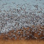 6919 Snow and Ross's Geese 'Lift-off', Bosque del Apache, NM