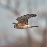 6936 Northern Harrier (Circus cyaneus), Bosque del Apache, NM