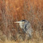 6938 Great Blue Heron (Ardea herodias), Bosque del Apache, NM