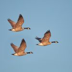 6940 Canada Geese (Branta canadensis), Bosque del Apache, NM