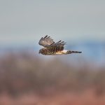 6945 Northern Harrier (Circus cyaneus), Bosque del Apache, NM