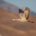 6952 Immature Sandhill Crane (Grus canadensis), Bosque del Apache, NM