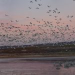 6955 Panorama AM Arrival of snow geese, Bosque del Apache, NM