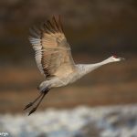 6962 Sandhill Crane (Grus canadensis), Bosque del Apache, NM