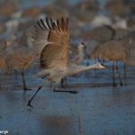 6963 Sandhill Crane (Grus canadensis), Bosque del Apache, NM