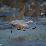 6964 Sandhill Crane (Grus canadensis), Bosque del Apache, NM