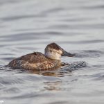 6968 Male, Non-breeding Ruddy Duck (Oxyura jamaicensis) Bosque del Apache, NM