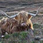 6985 Highland Cow, Elgol, Scotland