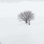 7004 Winter Landscape, Biei, Japan