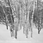 7005 Winter Landscape, Biei, Hokkaido, Japan