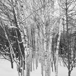 7005 Winter Landscape, Biei, Japan