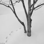 7084 Winter Landscape, Hokkaido, Japan