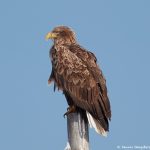 7097 White-tailed Sea Eagle (Haliaeetus albicilla), Hokkaido, Japan