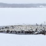 7100 Lake Kutcharo, Tundra Swans, Hokkaido, Japan