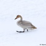 7101 Lake Kutcharo, Immature Tundra Swan (Cygnus columbianus), Hokkaido, Japan