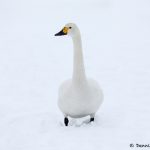7102 Lake Kutcharo, Tundra Swan (Cygnus columbianus), Hokkaido, Japan