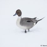 7103 Lake Kutcharo, Northern Pintail Duck (Anas acuta), Hokkaido, Japan