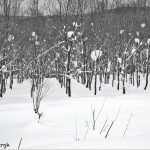 7109 Winter Landscape, Biei, Hokkaido, Japan