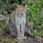 4895 African Leopard with Cub, North East Serengeti, Tanzania