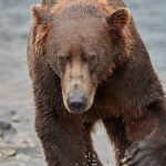 5882 Kodiak Bear, Katmai National Park, Alaska