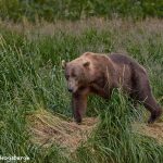 6834 Kodiak Bear, Katmai National Park, Alaska