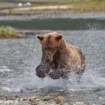 6841 Kodiak Bear, Katmai National Park, Alaska