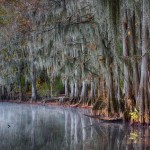 1885 November Morning, Caddo Lake