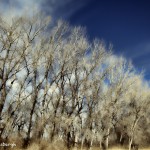 1393 Winter trees, Amarillo, TX