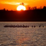1575 Sunrise, Pelicans, Hagerman National Wildlife Refuge, TX